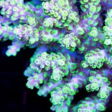 画像2: CDU Acropora sp. Ultra No.96 (2)