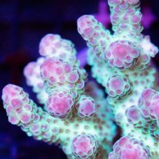 画像2: CDU Acropora sp. Ultra No.98 (2)