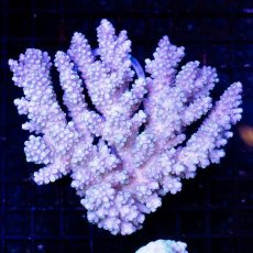 画像1: CDU Acropora sp. Ultra No.107 (1)