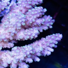 画像2: CDU Acropora sp. Ultra No.107 (2)