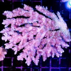 画像1: CDU Acropora sp. Ultra No.140 (1)