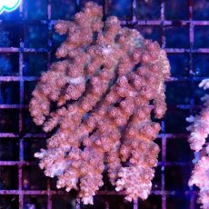 画像1: CDU Acropora sp. Ultra No.141 (1)