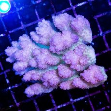 画像1: CDU Acropora sp. Ultra No.151 (1)