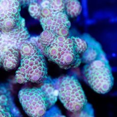 画像2: CDU Acropora sp. Ultra No.145 (2)