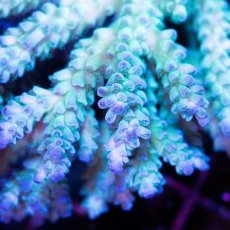 画像2: CDU Acropora sp. Ultra No.152 (2)