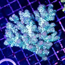 画像1: CDU Acropora sp. Ultra No.155 (1)