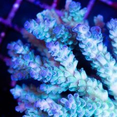 画像3: CDU Acropora sp. Ultra No.152 (3)