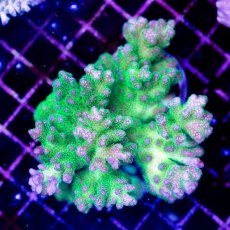 画像1: CDU Pocillopora damicornis Ultra No.157 (1)