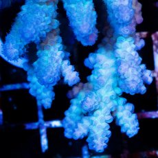 画像2: CDU Acropora sp. Ultra No.164 (2)