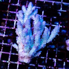 画像1: CDU Acropora sp. Ultra No.164 (1)