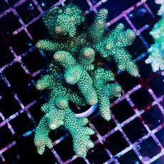 画像1: CDU Acropora sp. Ultra No.161 (1)