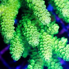 画像2: CDU Acropora sp. Ultra No.176 (2)