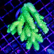 画像1: CDU Acropora sp. Ultra No.176 (1)