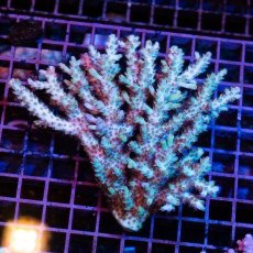 画像1: IF Acropora Ultra No.32 (1)