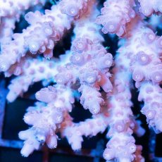 画像2: IF Acropora Ultra No.34 (2)