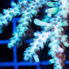 画像2: IF Acropora Ultra No.32 (2)