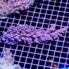 画像1: IF Acropora Ultra No.54 (1)