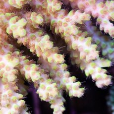 画像2: IF Acropora Ultra No.67 (2)