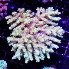 画像1: IF Acropora Ultra No.67 (1)