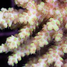 画像3: IF Acropora Ultra No.67 (3)