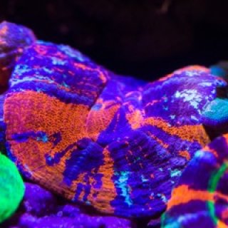 IN Reefer NANO - 海水魚専門店 ceppo onlinestore