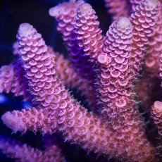 画像3:  IF Acropora Ultra No.91 (3)