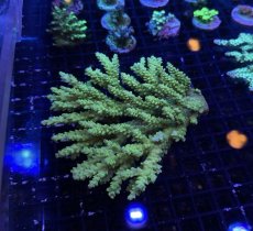 画像4:  IF Acropora Ultra No.95 (4)