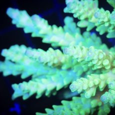 画像3:  IF Acropora Ultra No.95 (3)