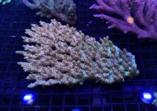 画像2:  IF Acropora Ultra No.90 (2)