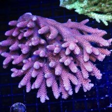 画像1:  IF Acropora Ultra No.91 (1)