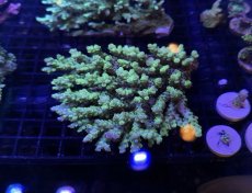 画像4:  IF Acropora Ultra No.94 (4)