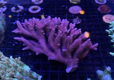 画像4:  IF Acropora Ultra No.91 (4)