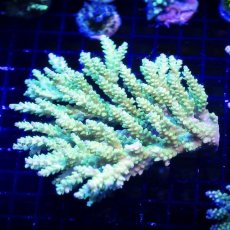 画像1:  IF Acropora Ultra No.95 (1)