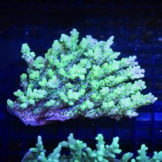 画像3:  IF Acropora Ultra No.94 (3)