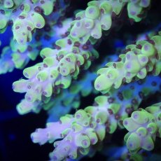 画像2:  IF Acropora Ultra No.94 (2)