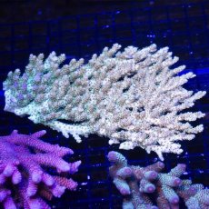 画像1:  IF Acropora Ultra No.90 (1)