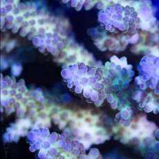 画像3:  IF Acropora Ultra No.98 (3)