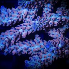 画像2:  IF Acropora Blazing Phoenix (2)