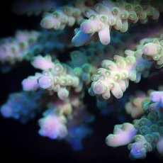 画像2:  IF Acropora Ultra No.99 (2)