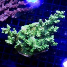 画像1:  IF Acropora Ultra No.103 (1)