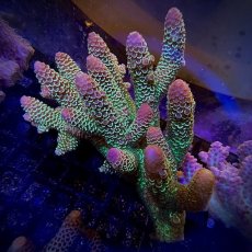 画像1:  IF Acropora Ultra No.106 (1)