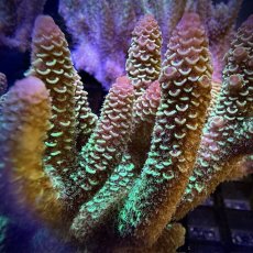 画像2:  IF Acropora Ultra No.106 (2)