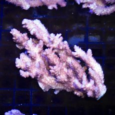 画像1:  IF Acropora Blazing phoenix No.104 (1)