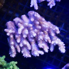 画像1:  IF Acropora SSC  No.112 (1)