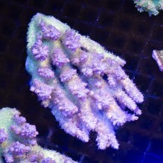 画像1:  IF Acropora Ultra No.105 (1)