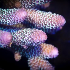 画像4:  IF Acropora Ultra No.107 (4)