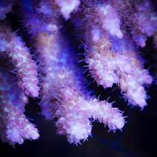 画像2:  IF Acropora SSC  No.112 (2)