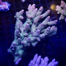 画像2:  IF Acropora Ultra No.107 (2)