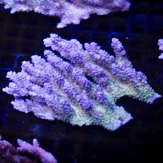 画像2:  IF Acropora Ultra No.110 (2)