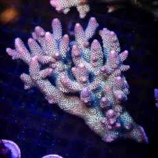 画像3:  IF Acropora Ultra No.107 (3)